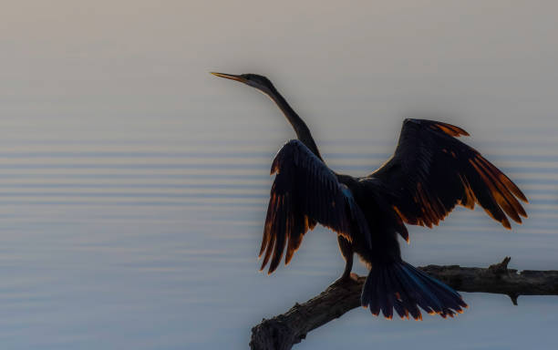 afrykański darter lub snakebird siedzący w rezerwacie rpa - giant perch zdjęcia i obrazy z banku zdjęć