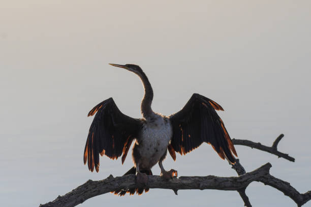 африканский дротик или змеиная птица, сидящая в заповеднике южной африки - giant perch стоковые фото и изображения