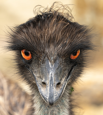 Australian Emu Bird head shot front view orange eyes