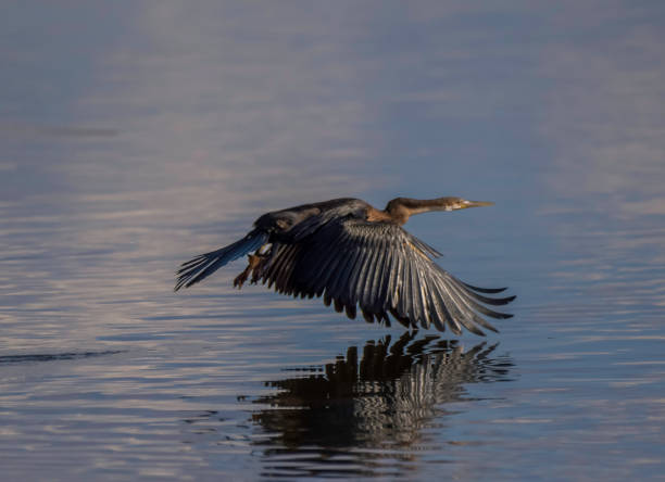 afrykański darter lub snakebird siedzący w rezerwacie rpa - giant perch zdjęcia i obrazy z banku zdjęć