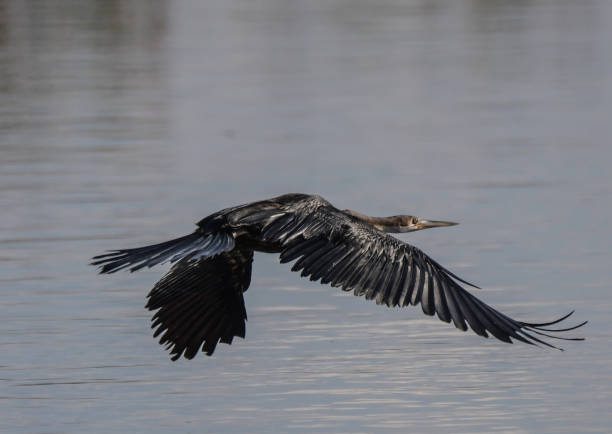 afrykański darter lub snakebird siedzący w rezerwacie rpa - giant perch zdjęcia i obrazy z banku zdjęć