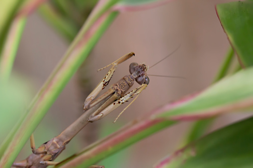 A praying mantis crawled into my house, so I took a pic using a Canon 70D and Canon EF 100mm macro lens. I havent really done much macro photography but these turned out not too bad!