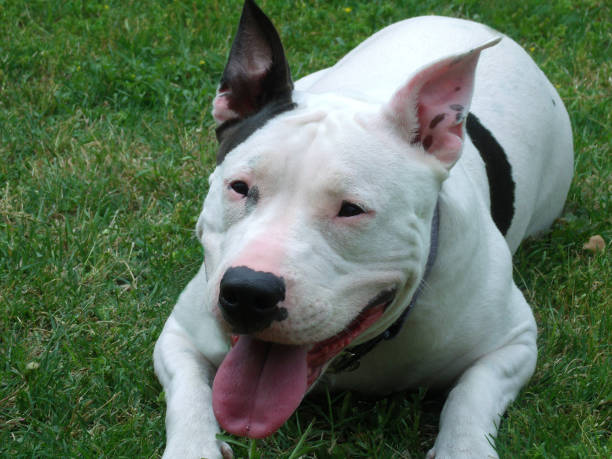 istock Domestic bulldog portraits 1392037371