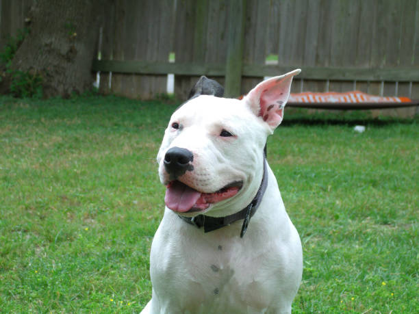istock Domestic bulldog portraits 1392037375