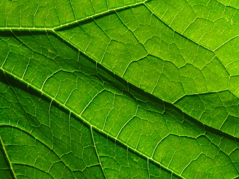 Green veins
