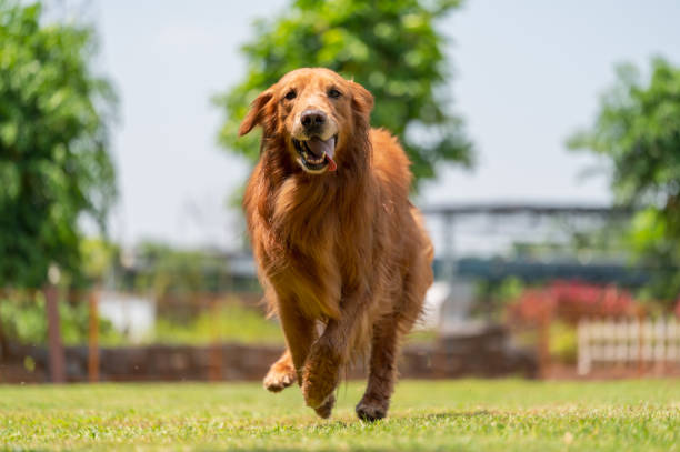 istock golden retriever running on grass 1392039923