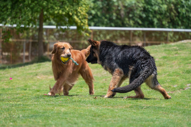 istock Golden retriever and german shepherd running and playing on grass 1392039932