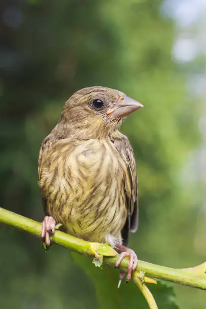 Small bird sits on branch on background of green foliage. Bird portrait. Protection of nature. Looking at camera. Greenfinch. Ornithology. Beak