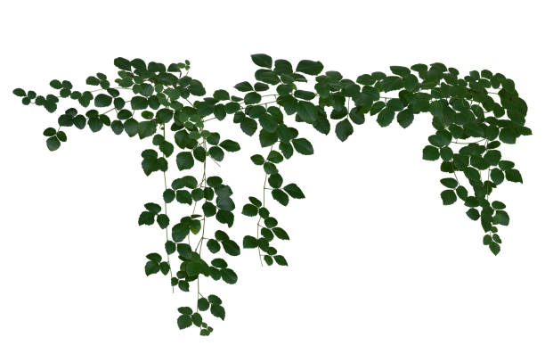 istock Vine jungle branches hanging. Climber isolated on white background with clipping path included. 1392041610