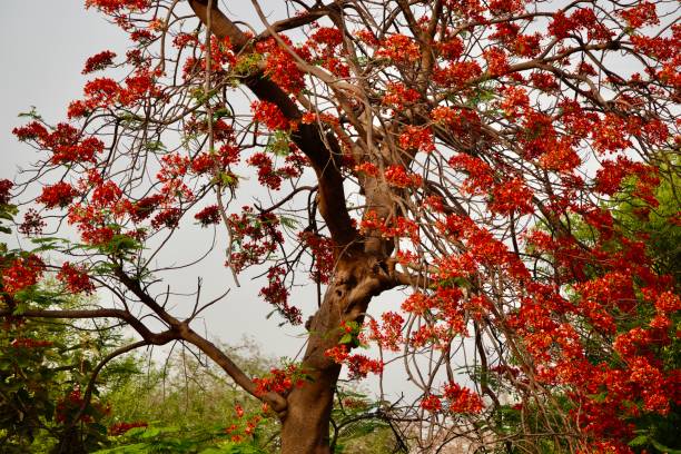Early summer bloom at the Taj Mahal Premises