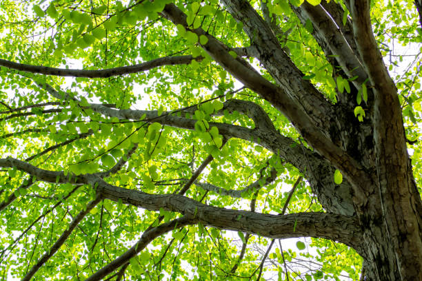 istock The lush fresh green leaves of a large tree 1392044190
