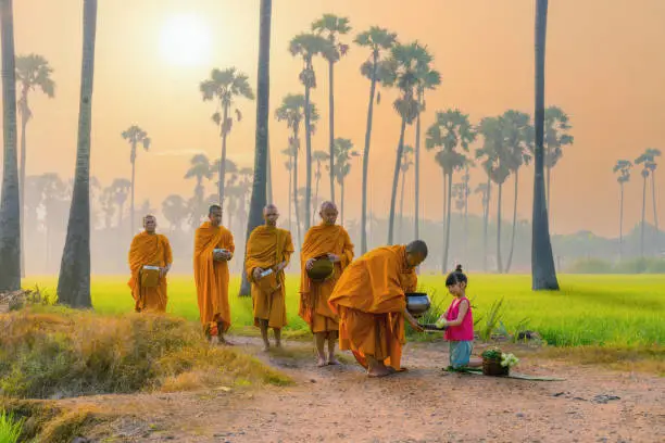 Thai girl from village in rural of Thailand offering foods to Buddhist monks who going about with alms bowl to receive food in morning by walking across rice field with palm trees