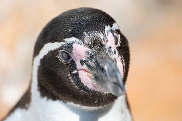 lindos pingüinos cara de cerca - nobody beak animal head penguin fotografías e imágenes de stock