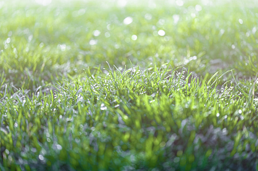 Majestic grass close up
