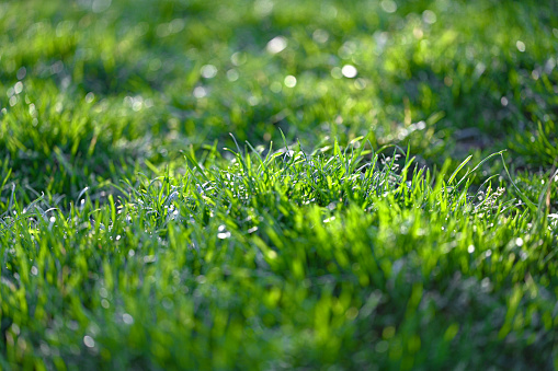 Close up of fresh thick green grass with water drops in the early morning nice lighting
