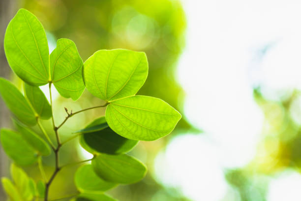 istock foliage nature spring background blank for design 1392051335