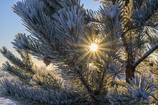 Pine branches in frost. close-up. the sun peeps through the branches on a frosty winter morning. Long pine needles are densely covered with white fluffy hoarfrost. Russia, Ural