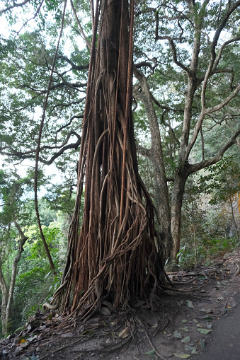 Large indian rubber tree along the panoramic Lugard road, at the Victoria Peak, Hong Kong.