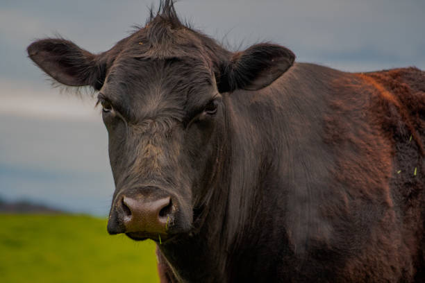 istock Cows in the Virginia field 1392058624