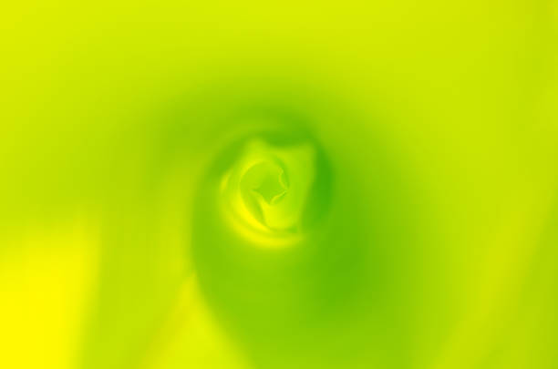 Blurred background of rolling young green banana leaf for background and texture.