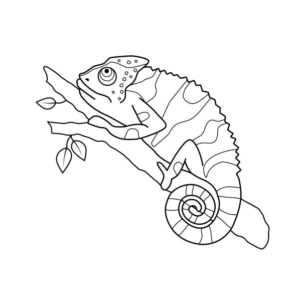 bestandsvektorchamäleon, das auf einem ast sitzt, schwarz-weiß umrissene handgezeichnete illustration - chameleon africa rainforest leaf stock-grafiken, -clipart, -cartoons und -symbole