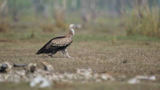 Vulture : adult Himalayan griffon vulture or Himalayan vulture (Gyps himalayensis).