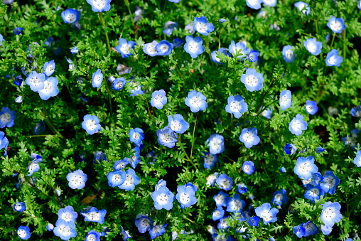 Lots of Nemophila (Baby blue eyes flowers) in full bloom.