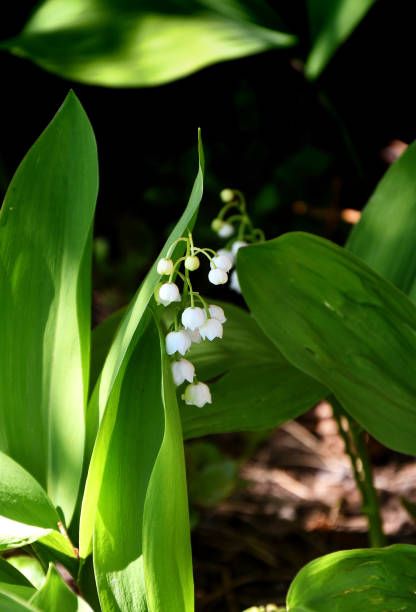 istock Lily of the valley flower (Lat. Convallaria) is white 1392065468