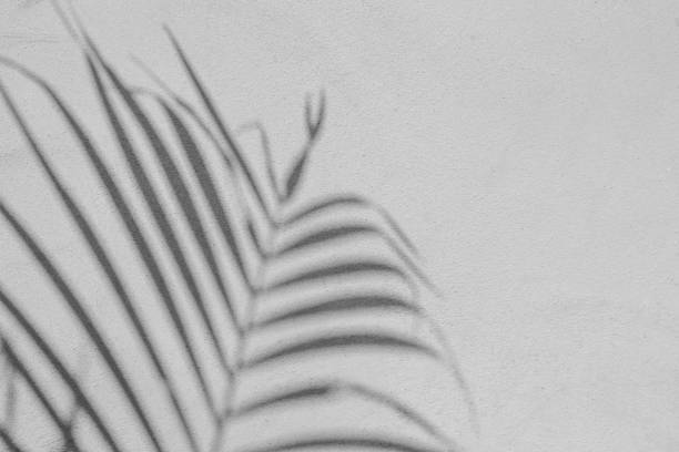 istock Black and White abstract background texture of shadows leaf on a concrete wall. 1392066797