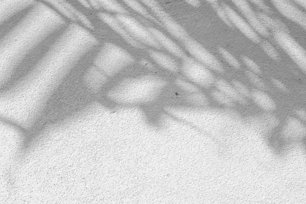 istock Black and White abstract background texture of shadows leaf on a concrete wall. 1392066857