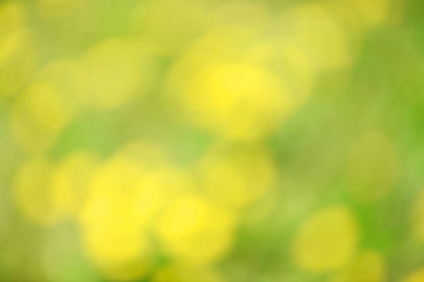 Space for text, top view. Lesser celandine (Ranunculus ficaria) flowers with green leaves isolated on yellow background.