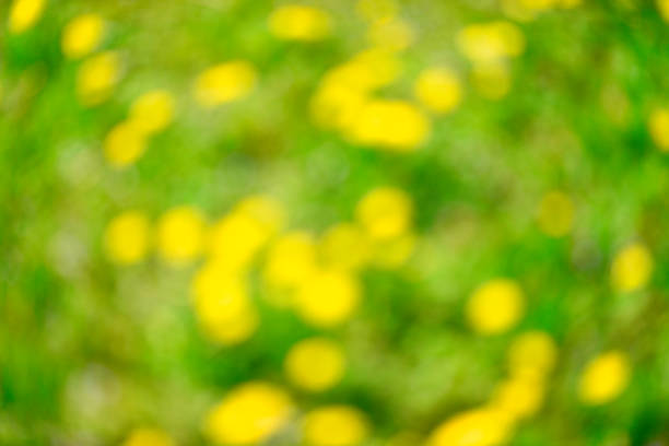 Lots of defocused glowing Dandelions blossoms in full bloom.