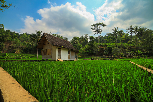 Traditional house in the middle of rice fields
