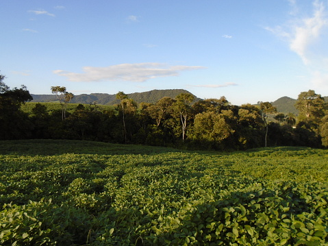 Soybean plantation in the state of Rio Grande do Sul, Brazil
