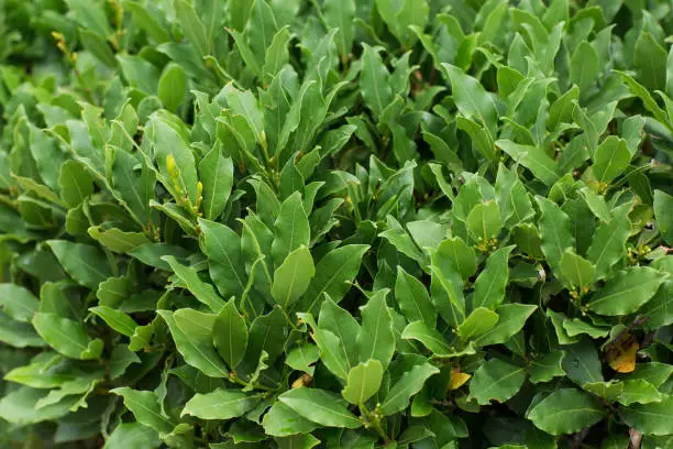 green shrub with bay leaves in summer outdoor.