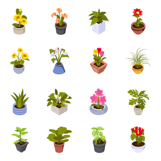 Collection of Houseplants Isometric Icons These flower and plants icons are carefully designed to complement your work and give a high-quality impression. Here you will find graphics of decorative pants, blooming flowers, and beautiful houseplants. You can easily scale these vector designs for your websites and other projects. helianthus stock illustrations