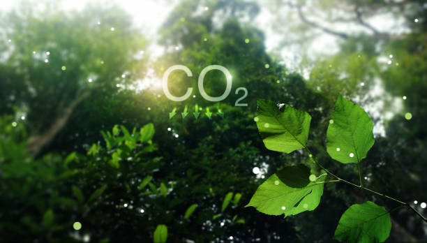 istock Green leaf in Tropical forest, Reduce CO2 emission concept. Clean and friendly environment in forest without carbon dioxide emissions on bright sunlight. Ecology and environment protection, Earth day 1392073415
