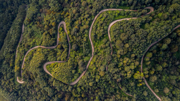 istock Snake Road in jungle 1392074918