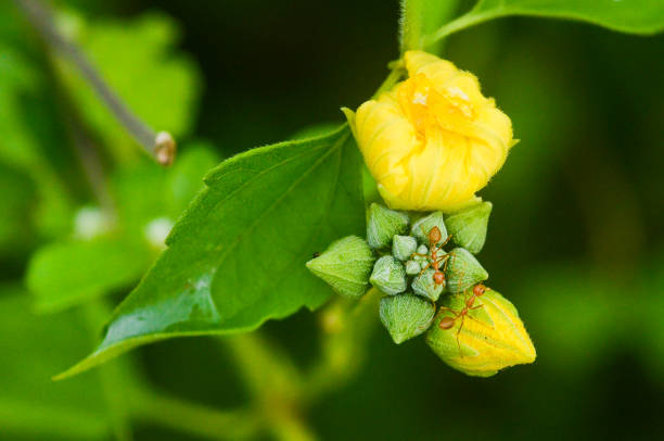 Two ants walking on the unbloomed flowers
