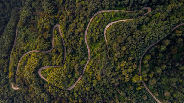Snake Road in jungle