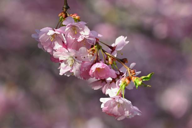 istock Beautiful flowering tree. Spring colorful background with flowers. Nature in spring time - nice sunny day. 1392077114