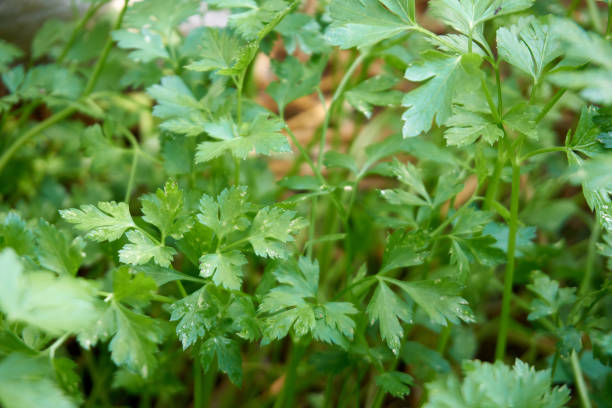 istock Fresh and organic parsley in near plan 1392077357