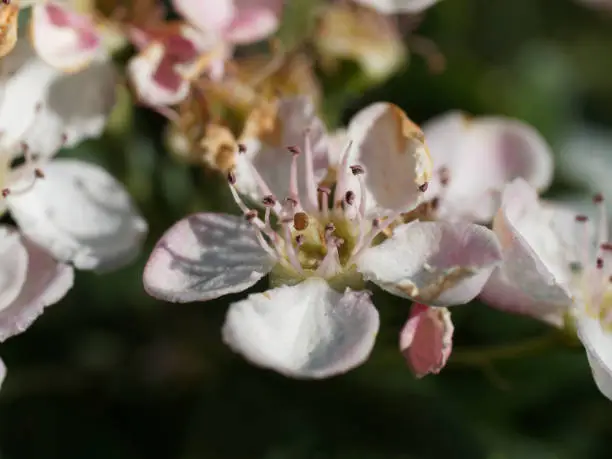 Photo of Pyracantha Crenatoserrata (Chinese or Yunnan Firethorn) with white flowers. Evergreen shrub and flowering popular plant in spring