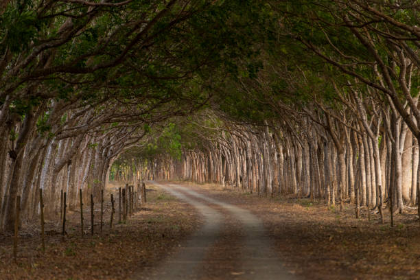 istock Avenue through trees in a rural road. 1392078273