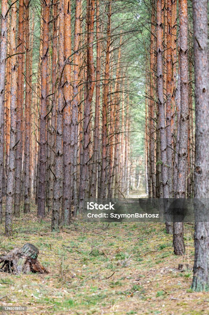 Area dividing line in the forest and a fire road. Kampinos National Park, Poland. - Royalty-free Ao Ar Livre Foto de stock Area dividing line in the forest and a fire road. Kampinos National Park, Poland. - Royalty-free Ao Ar Livre Foto de stock