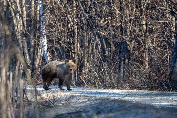 Brown Bear (Ursus arctos) on the road. Bieszczady Mountains, the Carpathians, Poland. Brown Bear (Ursus arctos) on the road. Bieszczady Mountains, the Carpathians, Poland. bieszczady mountains stock pictures, royalty-free photos & images