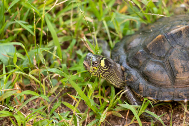 istock Turtle walking on weedy ground 1392079275
