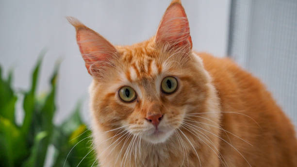 istock Orange cat standing in front of house terrace looking at camera 1392080074