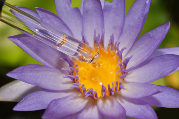 natürliche lotusblüten-pollenextraktion, wissenschaftler-tropfenessenz für pflanzentest, alternative bio-grünkräuter-pflanzenmedizin, hautpflege-schönheitsprodukte, biologie forschungs- und entwicklungskonzept. - lotus root water lotus plant stock-fotos und bilder