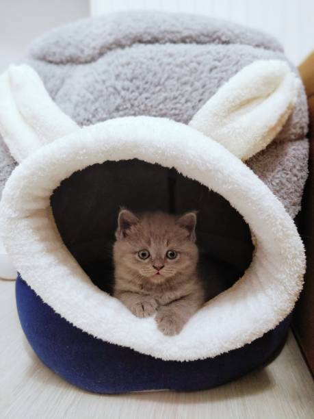 istock Cute british shorthair kitten in cat house 1392083841